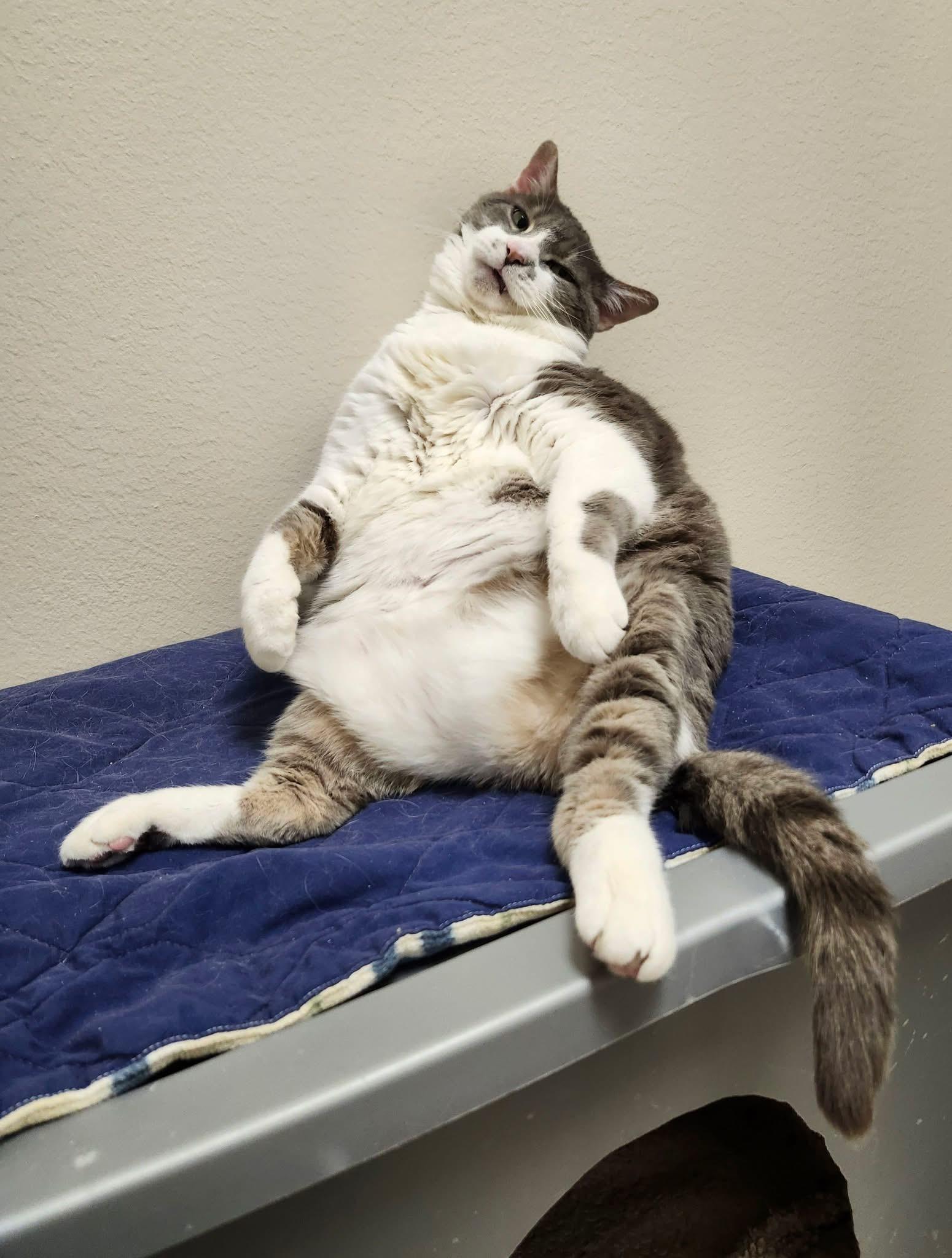 DJ Catnip - BIG CHONKY CHILL LOVERBOY!, a ADOPTABLE Domestic Short Hair in Oshkosh, WI image 3/6