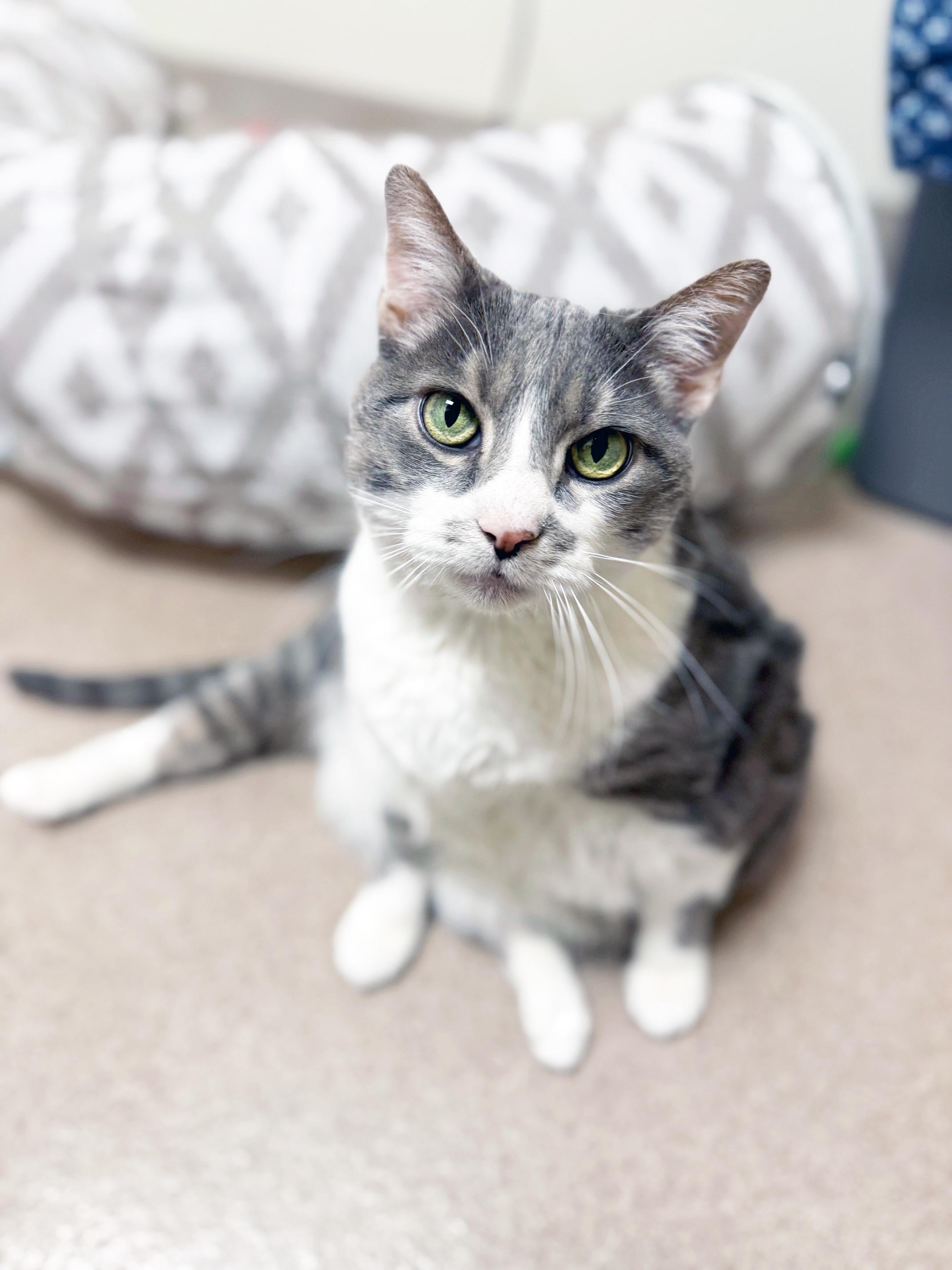 DJ Catnip - BIG CHONKY CHILL LOVERBOY!, ADOPTABLE, Senior Male Domestic Short Hair.