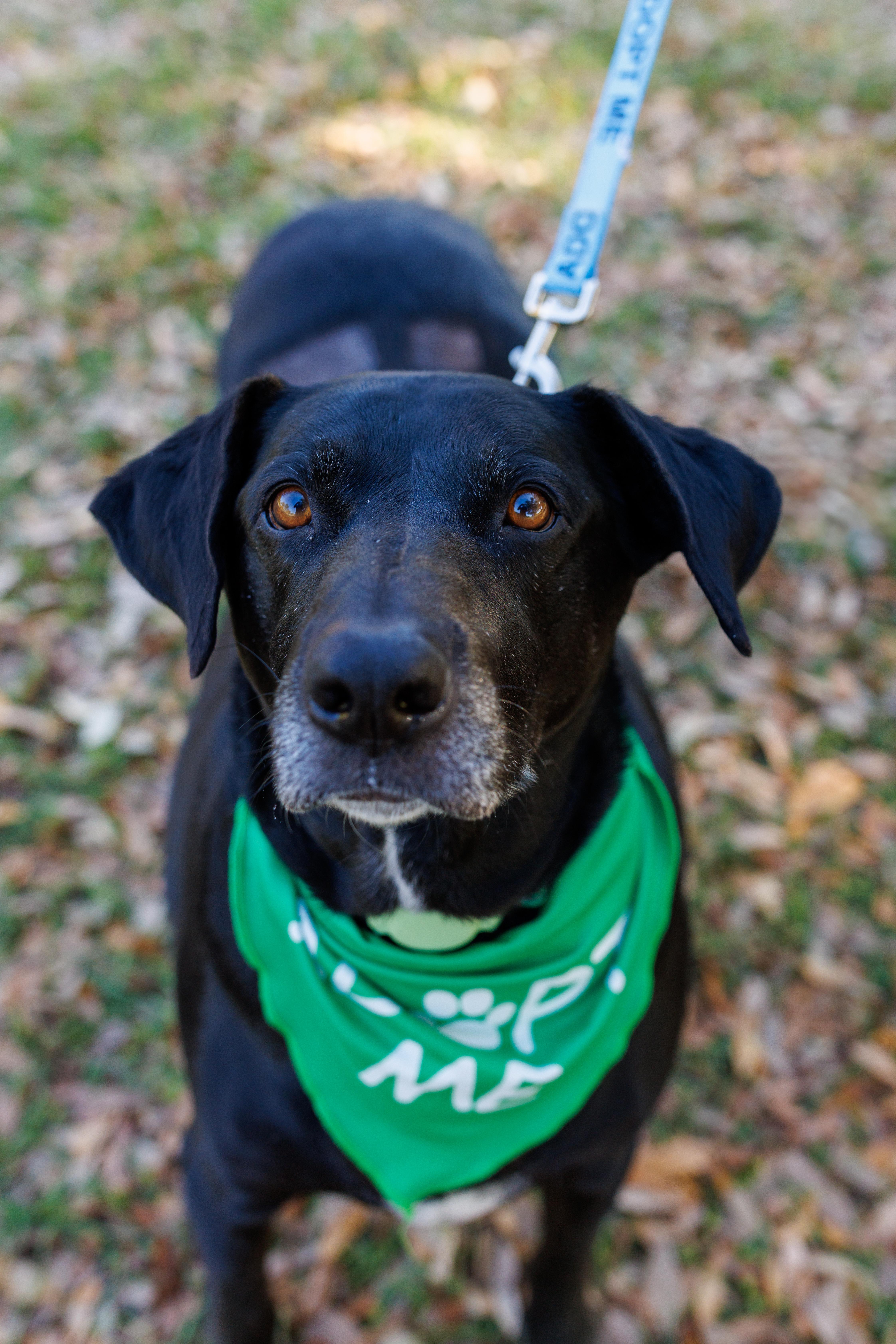 Kela, Adoptable, Adult Female Labrador Retriever.