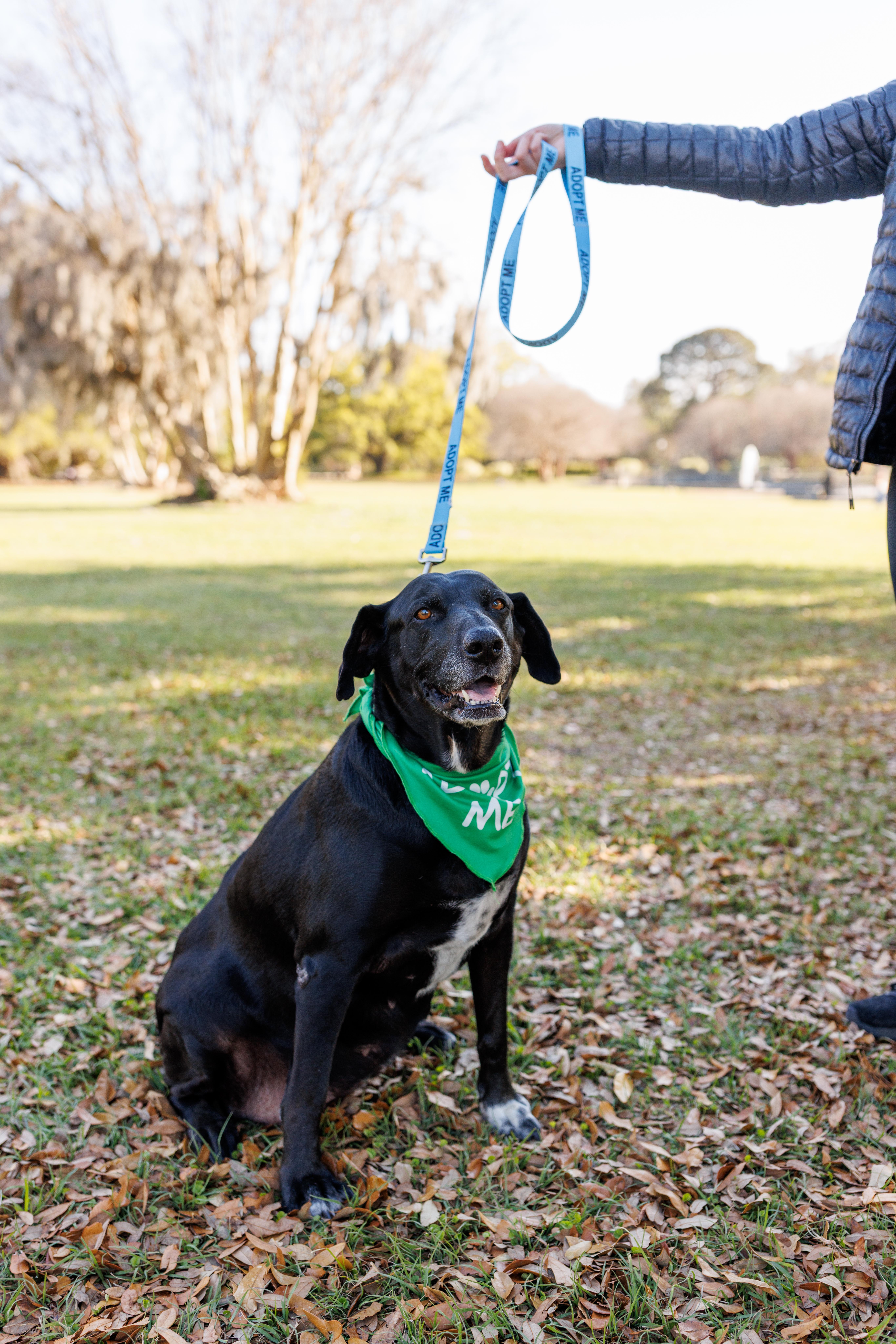 Kela, a Adoptable mixed breed in charleston, SC image 2/6