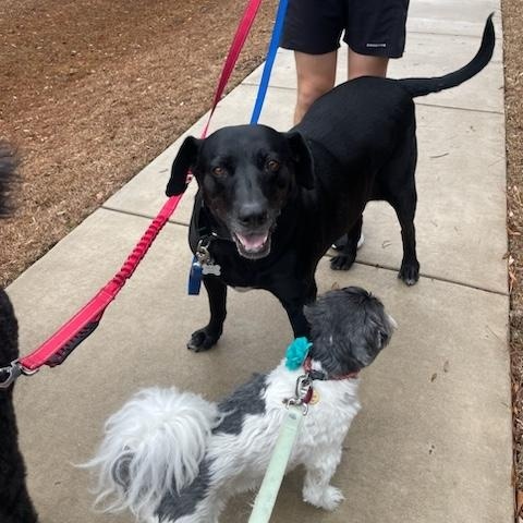 Kela, a Adoptable mixed breed in charleston, SC image 5/6