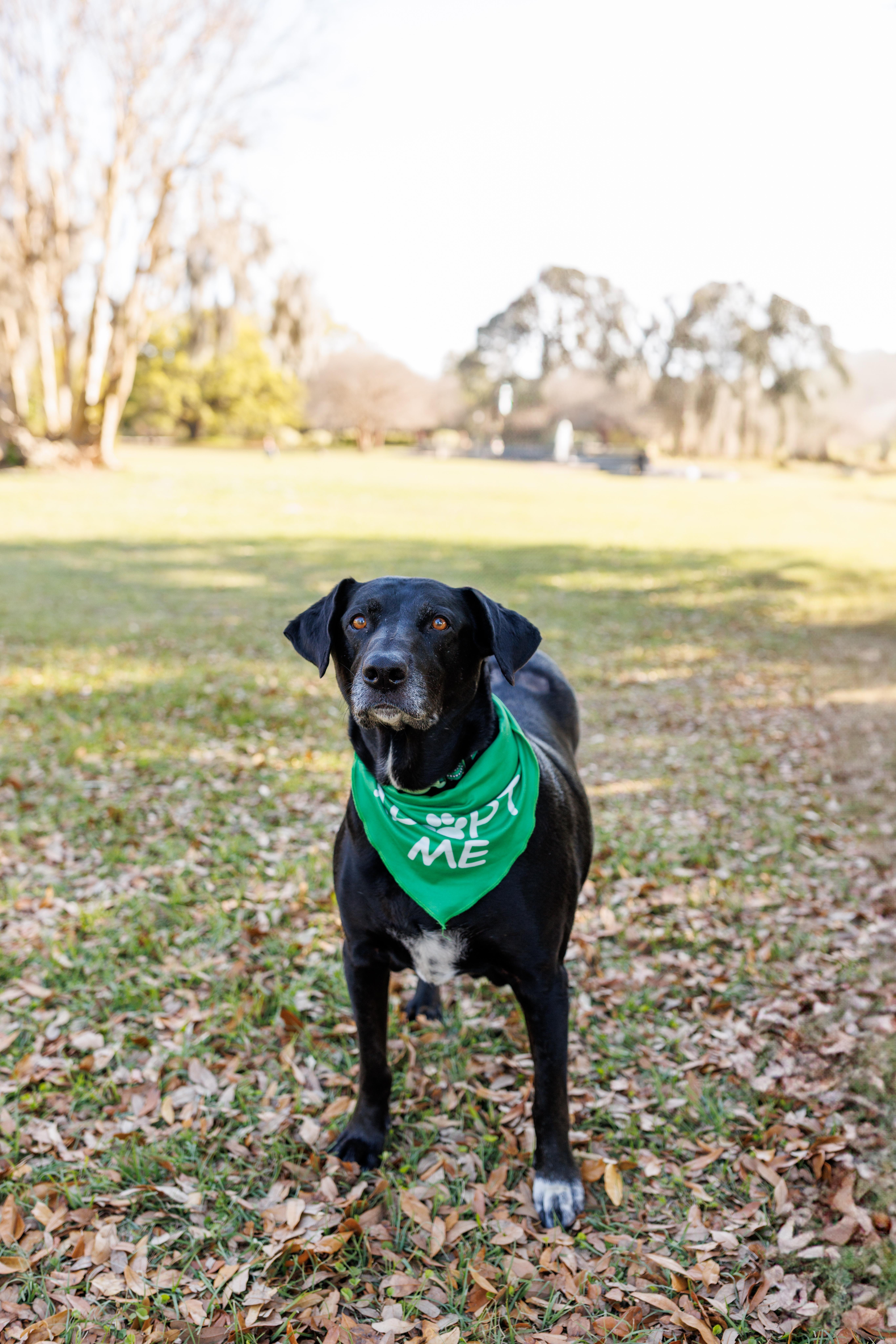 Kela, a Adoptable mixed breed in charleston, SC image 3/6
