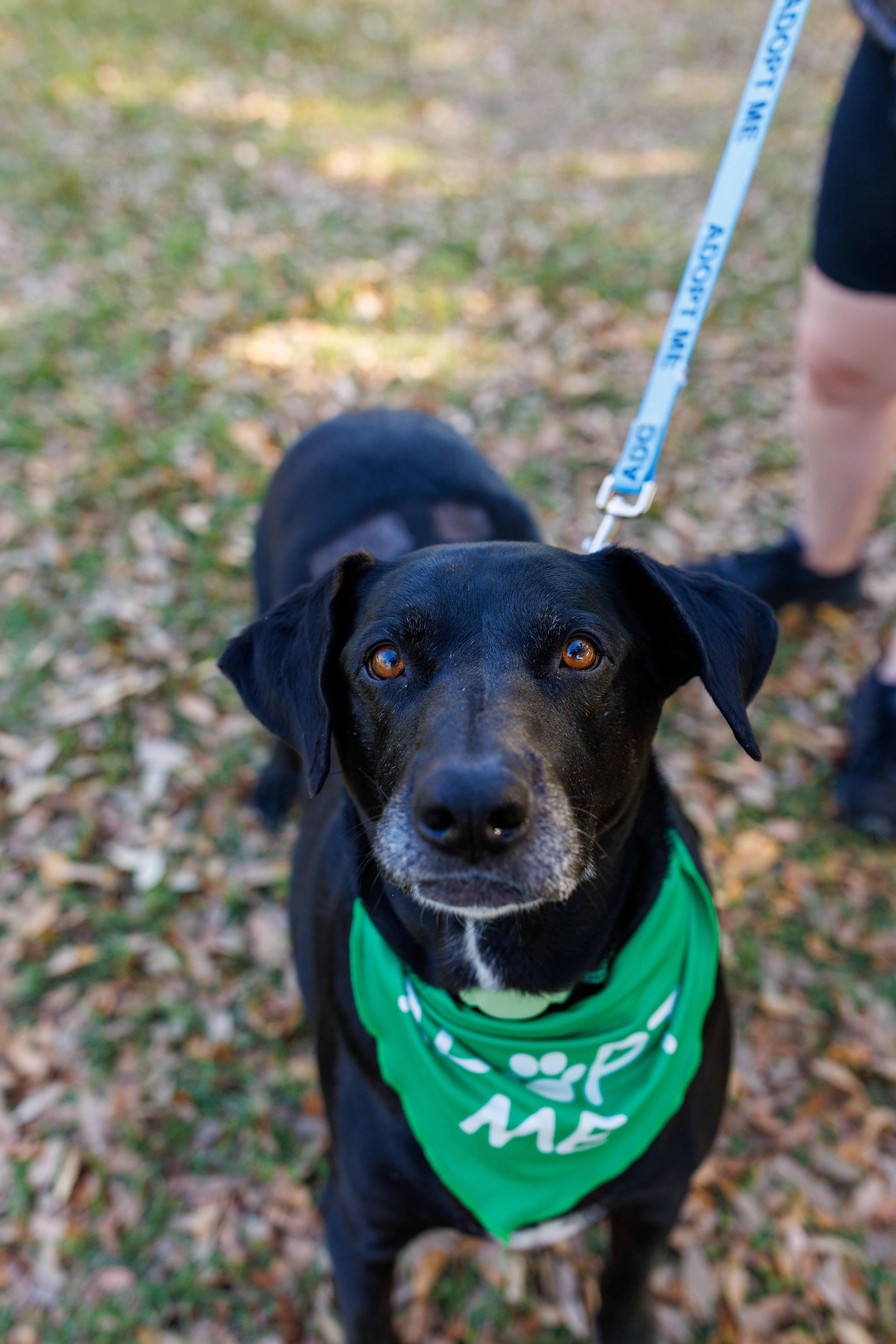 Kela, a Adoptable mixed breed in charleston, SC image 6/6