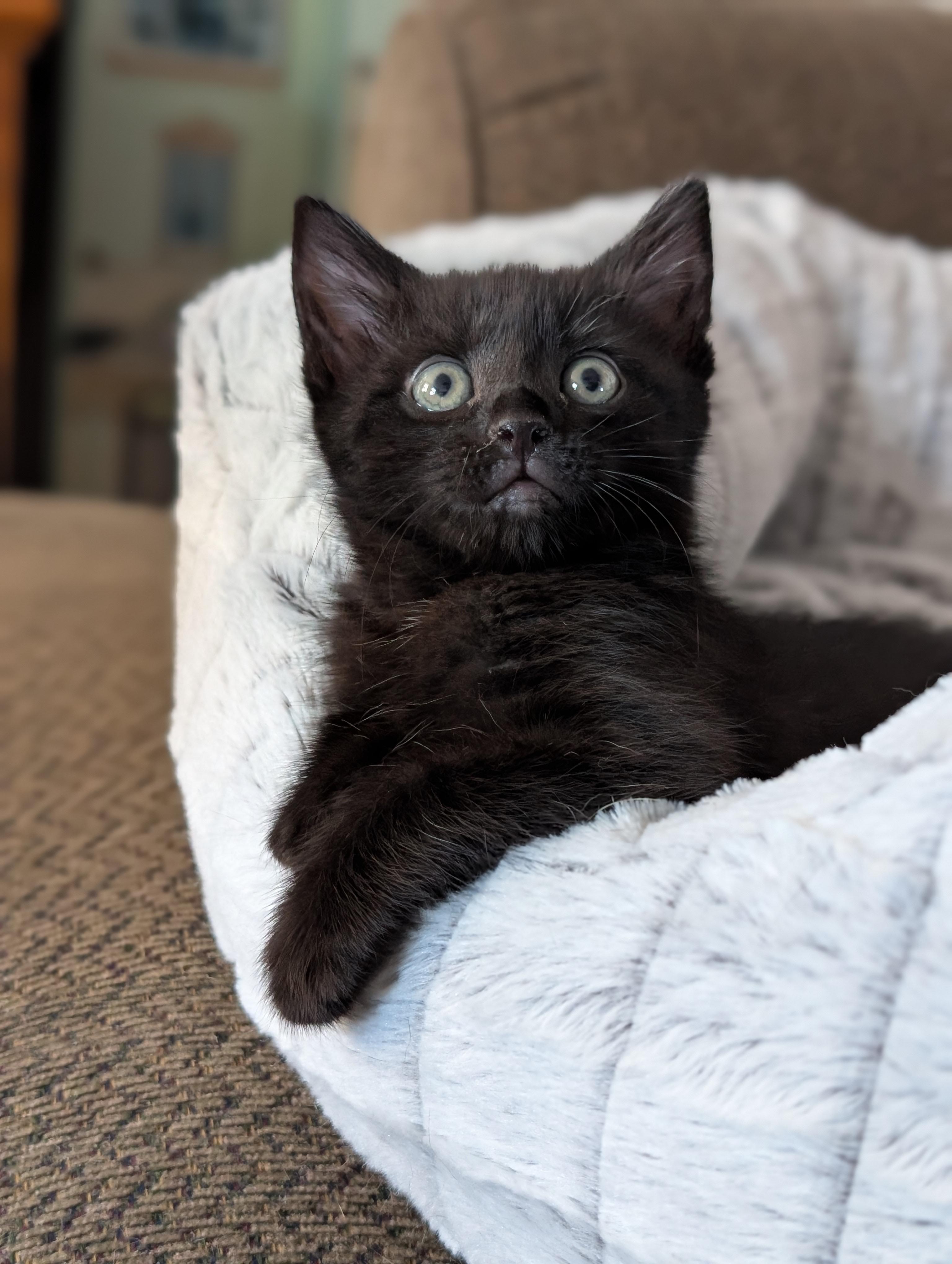 Suki, Adopted, Kitten Female Domestic Short Hair.