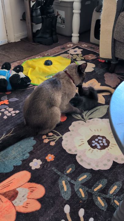 Enlarge Suki, a Adopted Domestic Short Hair in Philadelphia, PA video 6/6