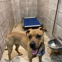 Junebug, adopted, Young Female Rhodesian Ridgeback.