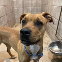 Junebug, an adopted mixed breed in North Kansas City, MO image 2/2