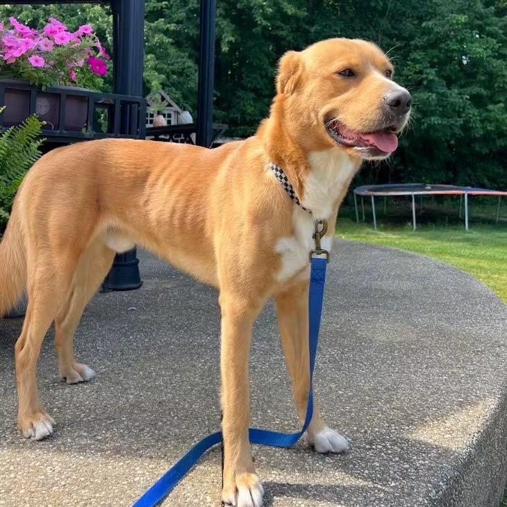 Reggie, a Adoptable mixed breed in West Bloomfield, MI image 2/6