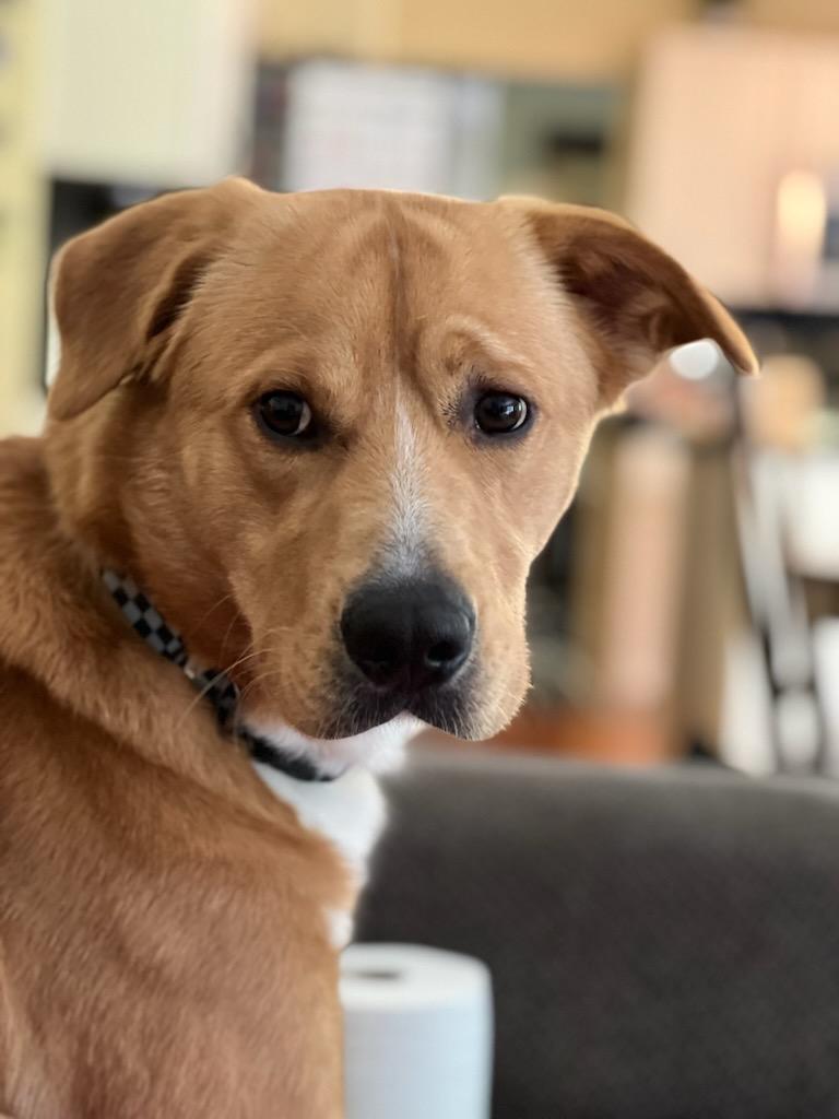 Enlarge Reggie, a Adoptable Wirehaired Terrier in West Bloomfield, MI image 1/4