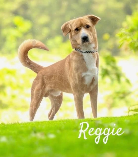 Enlarge Reggie, a Adoptable Wirehaired Terrier in West Bloomfield, MI image 3/6