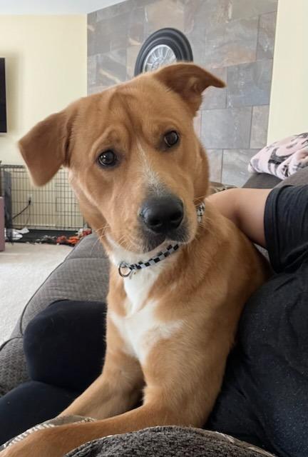 Enlarge Reggie, a Adoptable Wirehaired Terrier in West Bloomfield, MI image 3/4