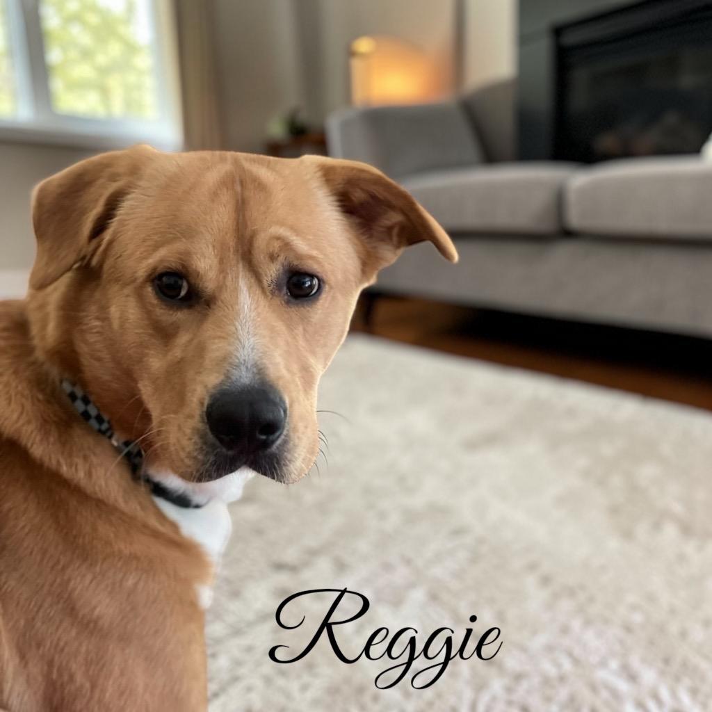 Enlarge Reggie, a Adoptable Wirehaired Terrier in West Bloomfield, MI image 3/5