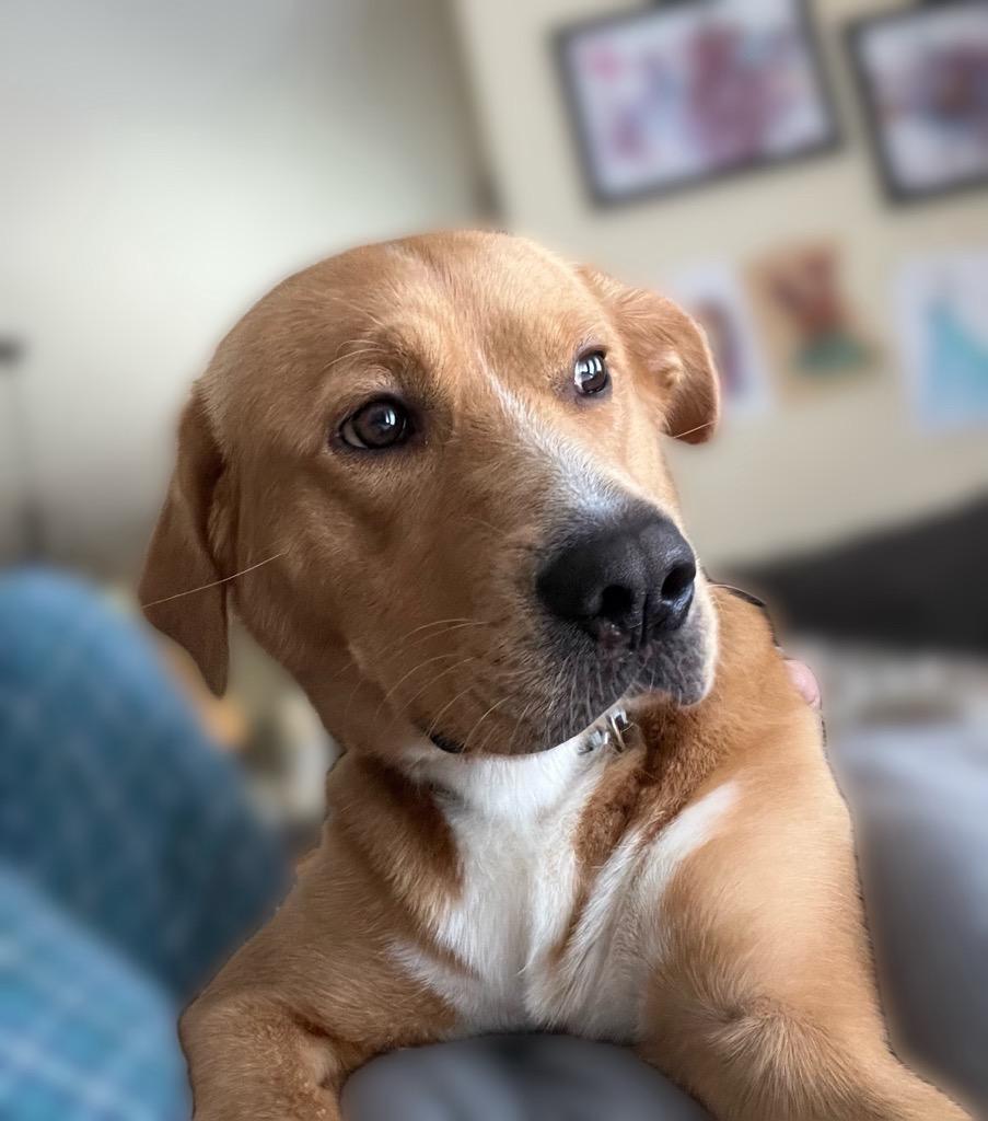 Enlarge Reggie, a Adoptable Wirehaired Terrier in West Bloomfield, MI image 3/4