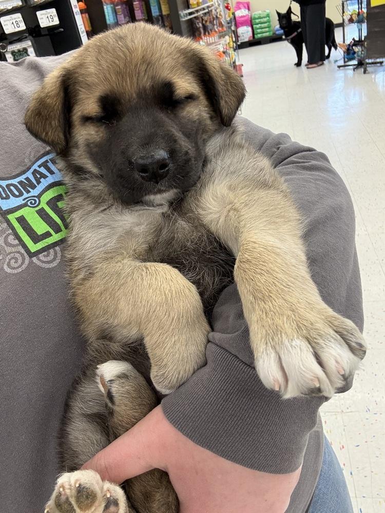 Sasha, Adoptable, Puppy Female Anatolian Shepherd.