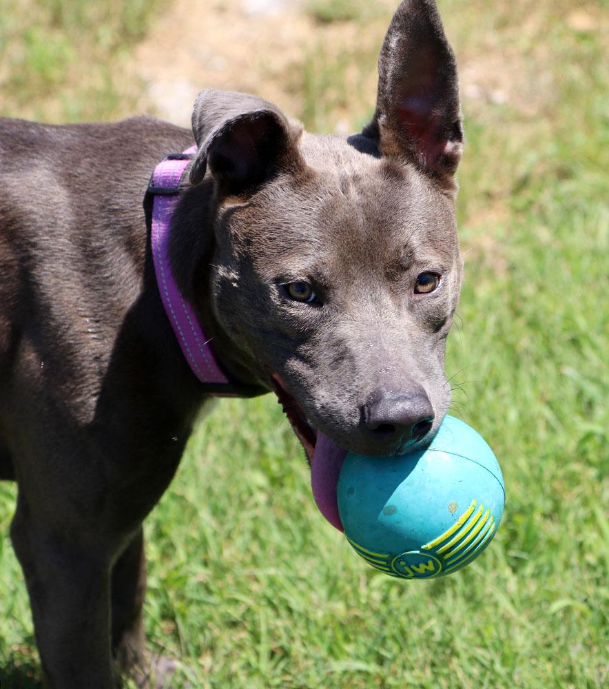 Sammie (AO34214), Young Female Weimaraner
