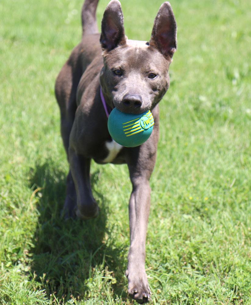 Sammie (AO34214) photo 5