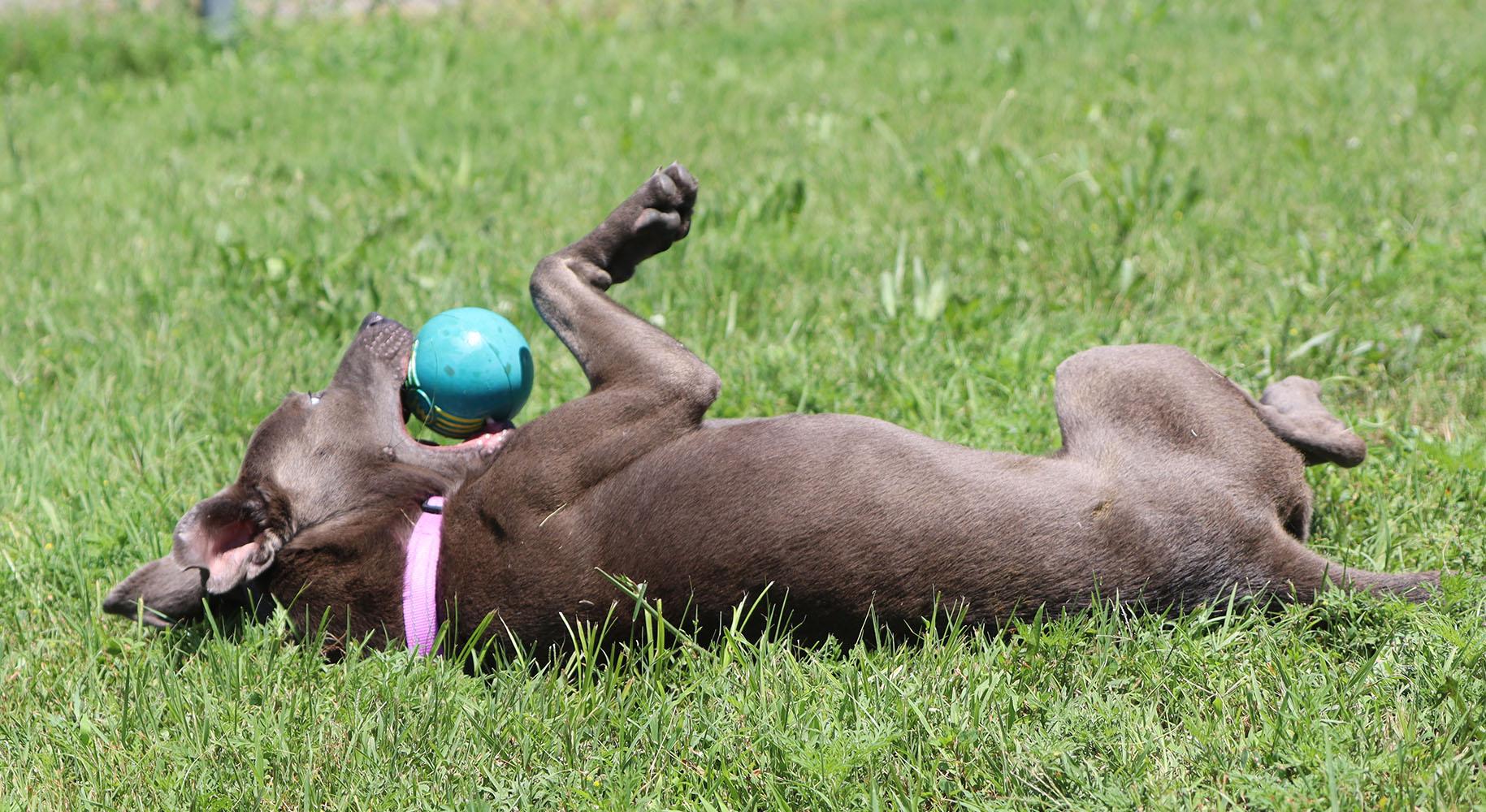 Sammie (AO34214) photo 4
