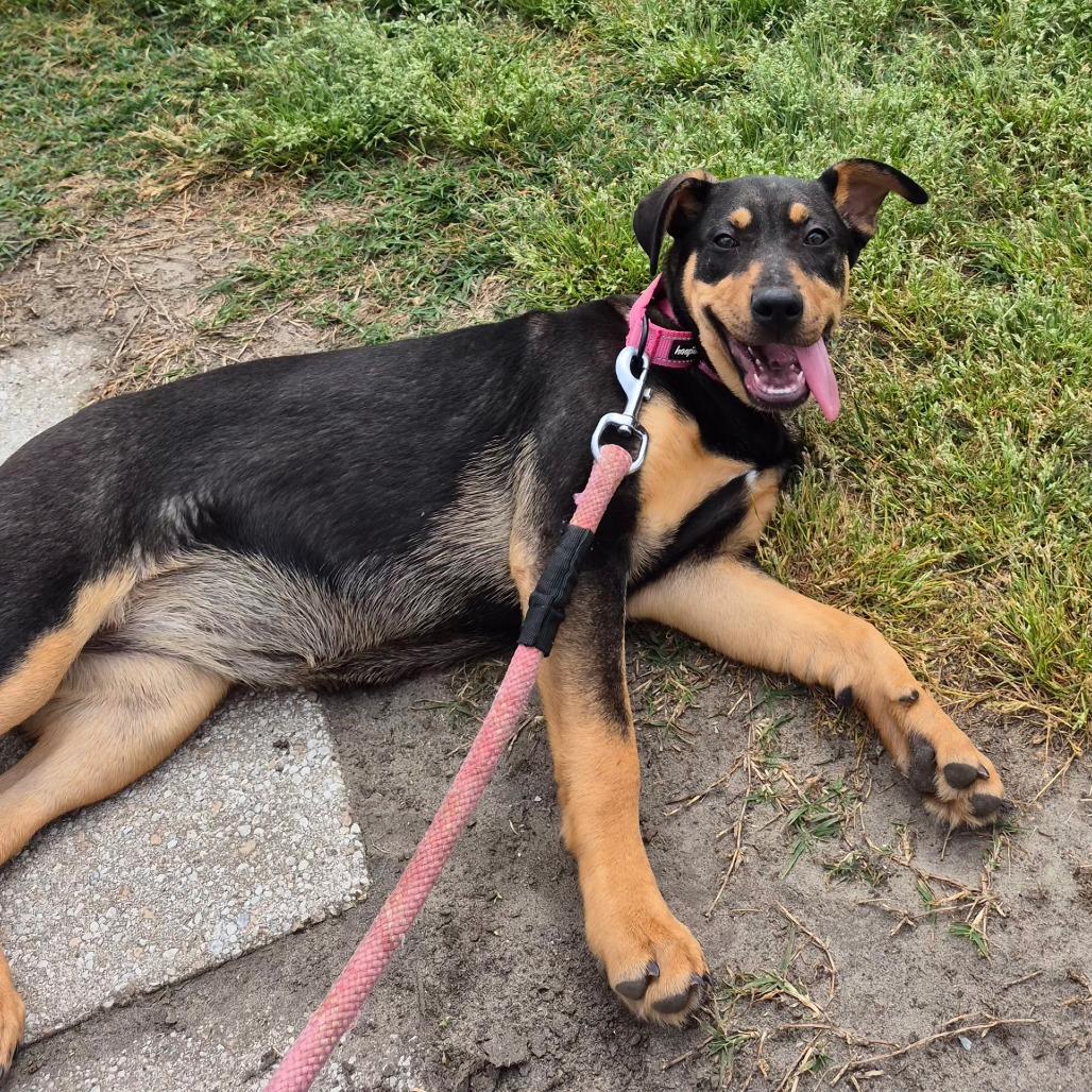 Greta, Adoptable, Puppy Female Redbone Coonhound & German Shepherd Dog.