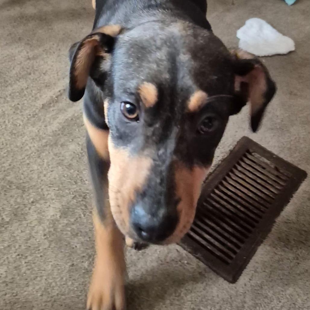 Enlarge Greta, a Adoptable mixed breed in Myrtle Beach, SC image 2/2