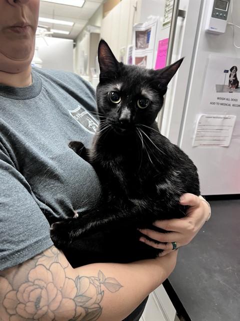 Enlarge ROBIN, a Adoptable Domestic Short Hair in Minneapolis, MN image 1/1