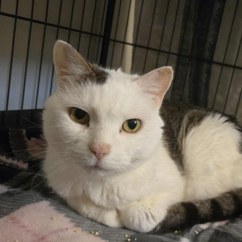 Macy Louise McGillicutty Mittens photo