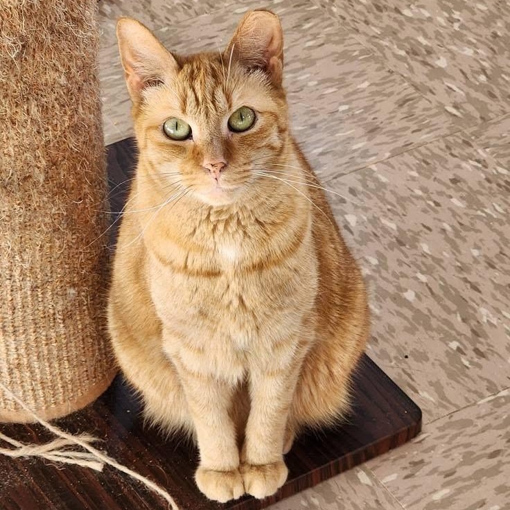 Rusty, a Adoptable Domestic Short Hair in Grand Rapids, MI image 2/6