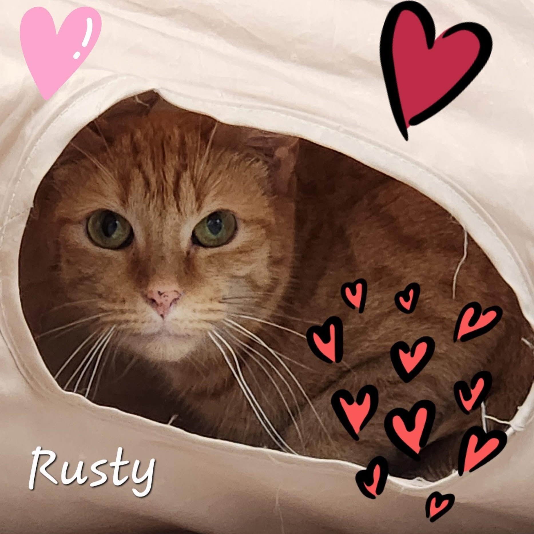 Rusty, a Adoptable Domestic Short Hair in Grand Rapids, MI image 3/6