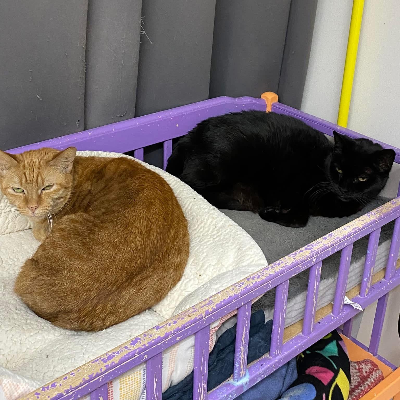 Rusty, a Adoptable Domestic Short Hair in Grand Rapids, MI image 5/6