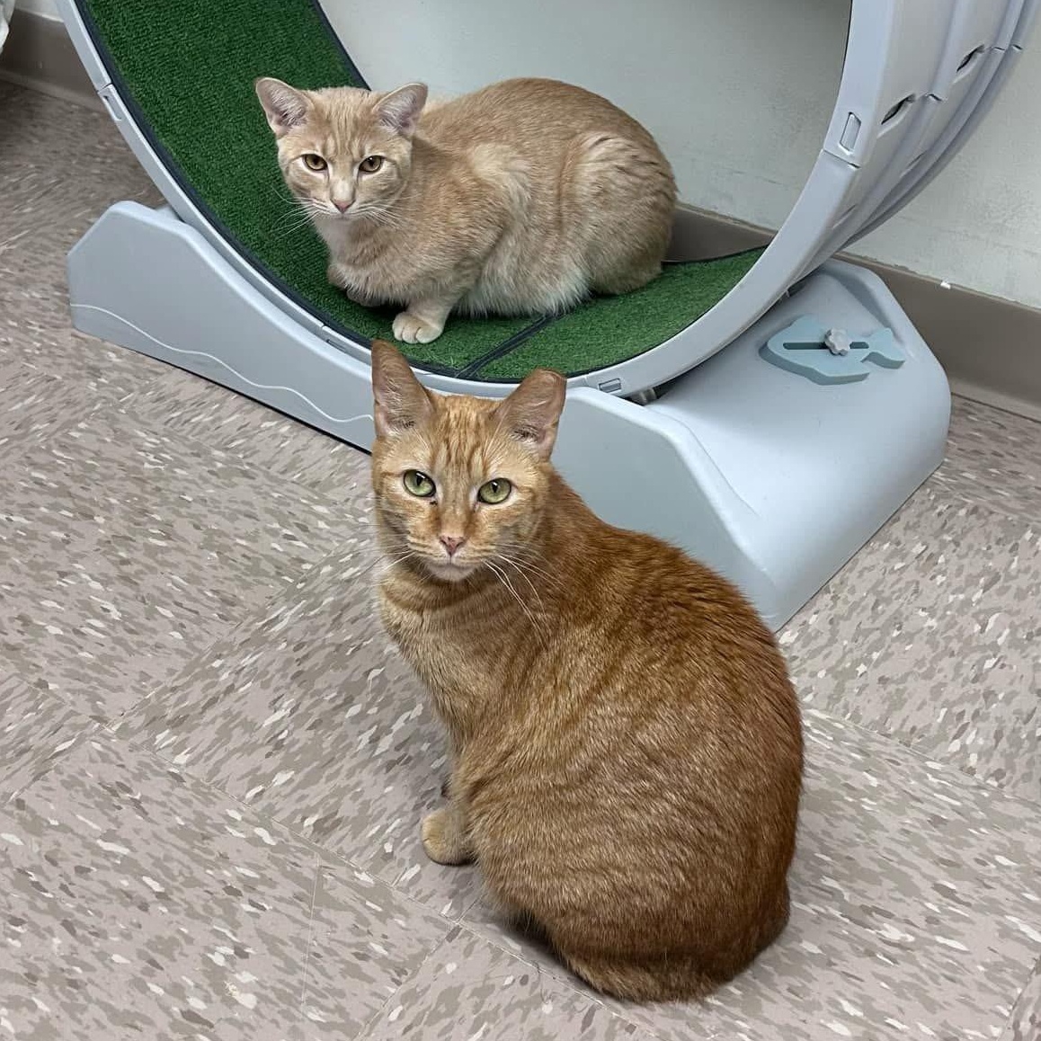 Rusty, a Adoptable Domestic Short Hair in Grand Rapids, MI image 6/6