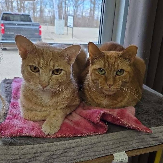 Rusty, a Adoptable Domestic Short Hair in Grand Rapids, MI image 4/6