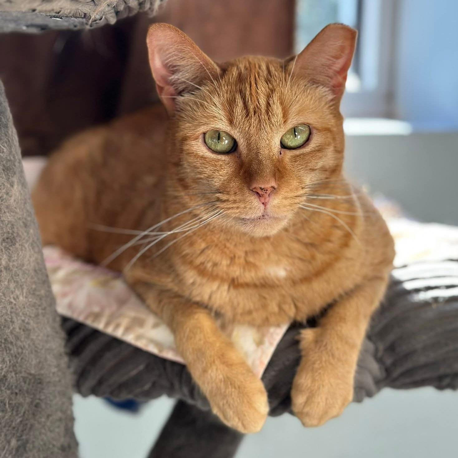 Rusty, Adoptable, Adult Female Domestic Short Hair.