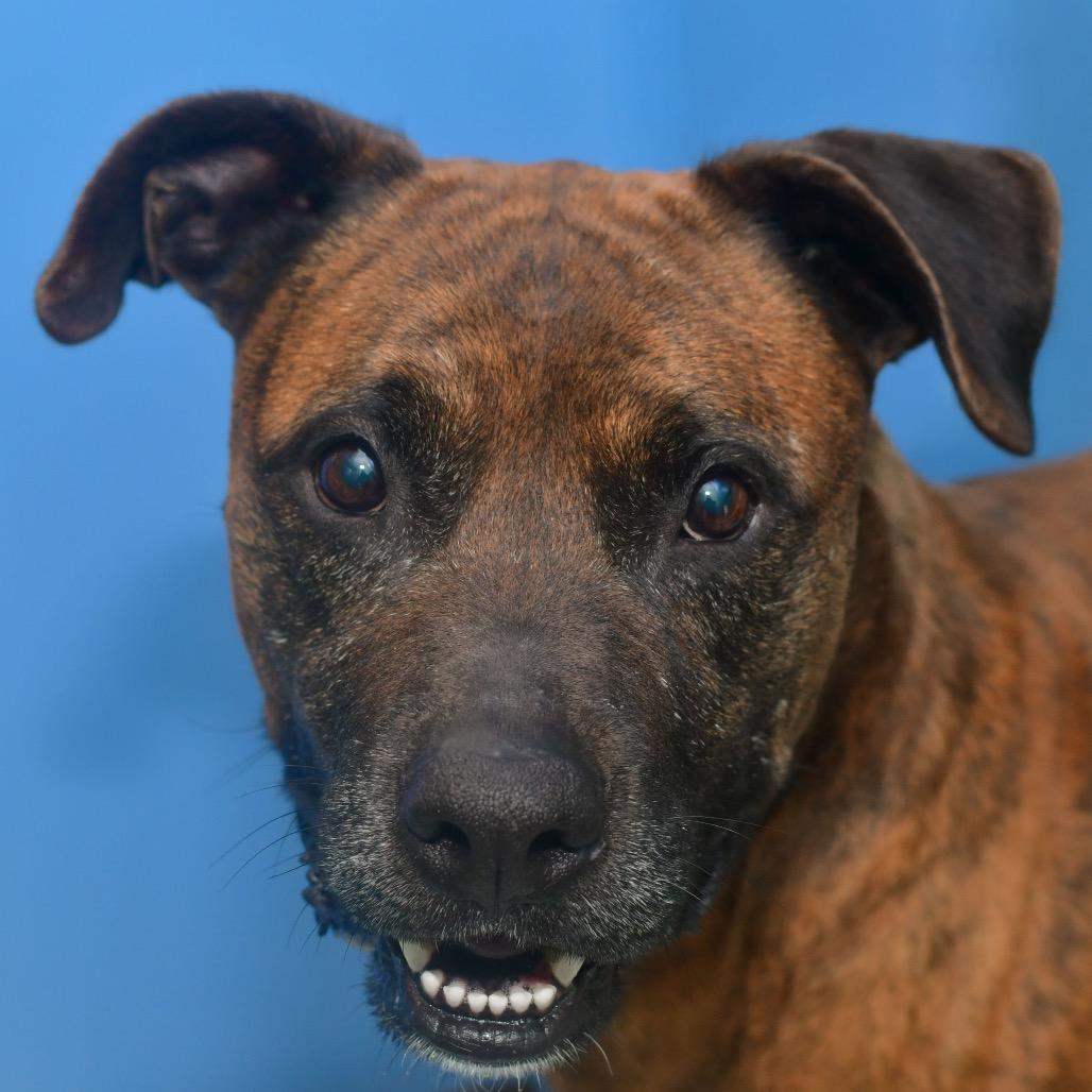 Enlarge Roscoe, a Adoptable Mixed Breed in Ottawa, KS image 1/2