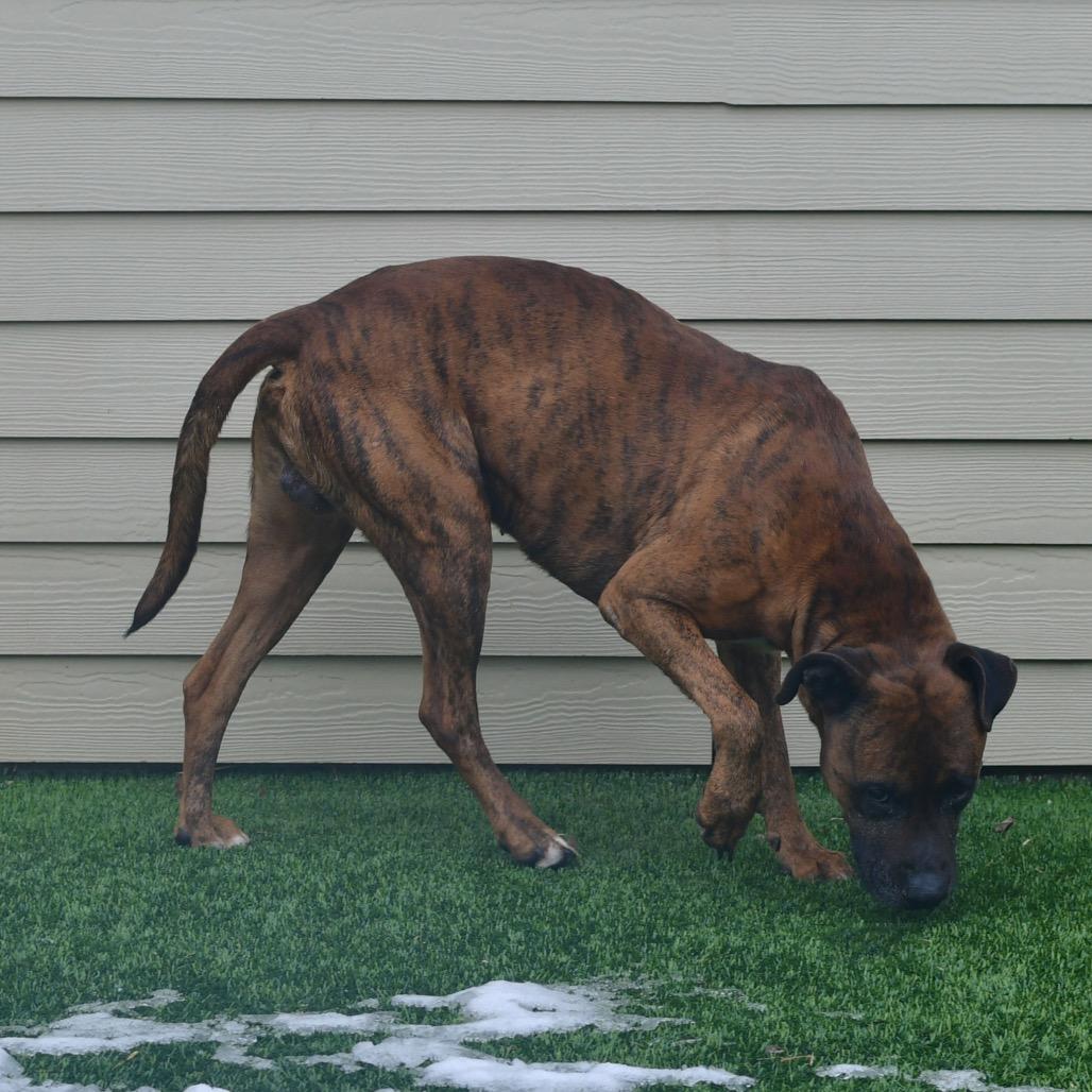 Enlarge Roscoe, a Adoptable Mixed Breed in Ottawa, KS image 2/2