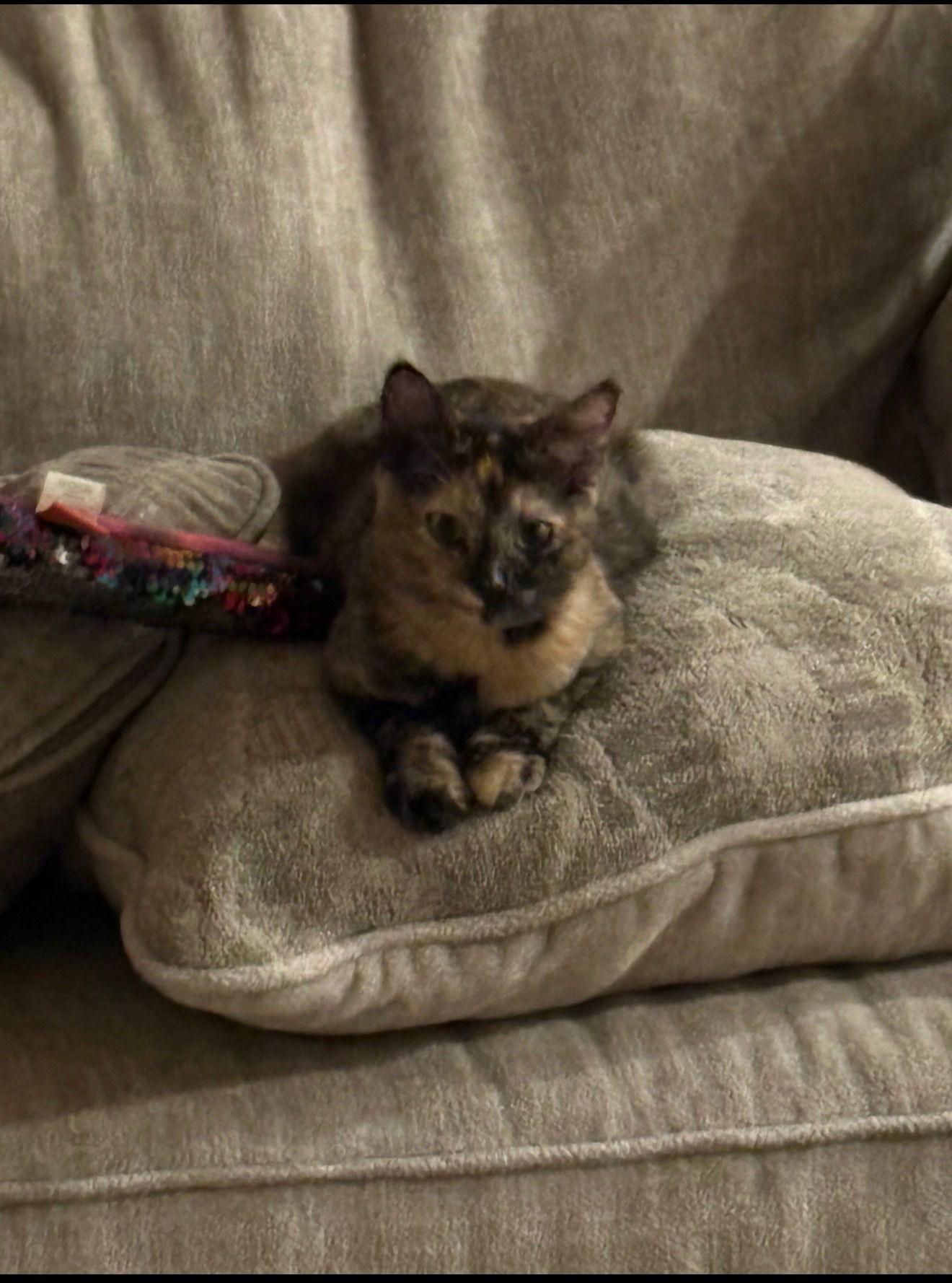 Enlarge Pepper ( Tina ), a Adopted Russian Blue in Vacaville, CA image 2/3