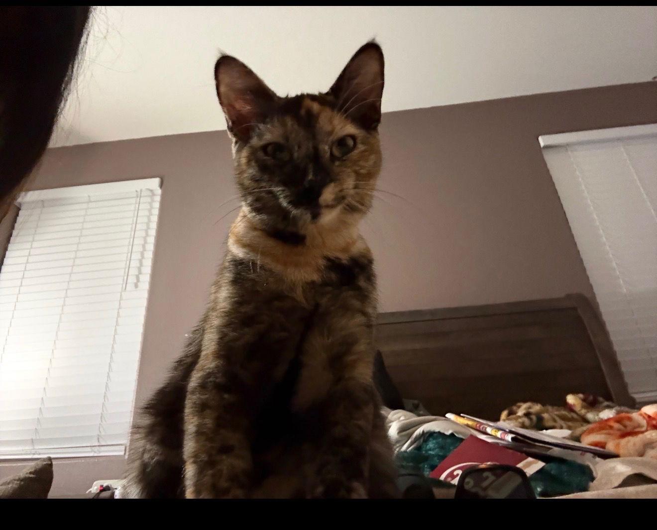 Enlarge Pepper ( Tina ), a Adopted Russian Blue in Vacaville, CA image 3/3