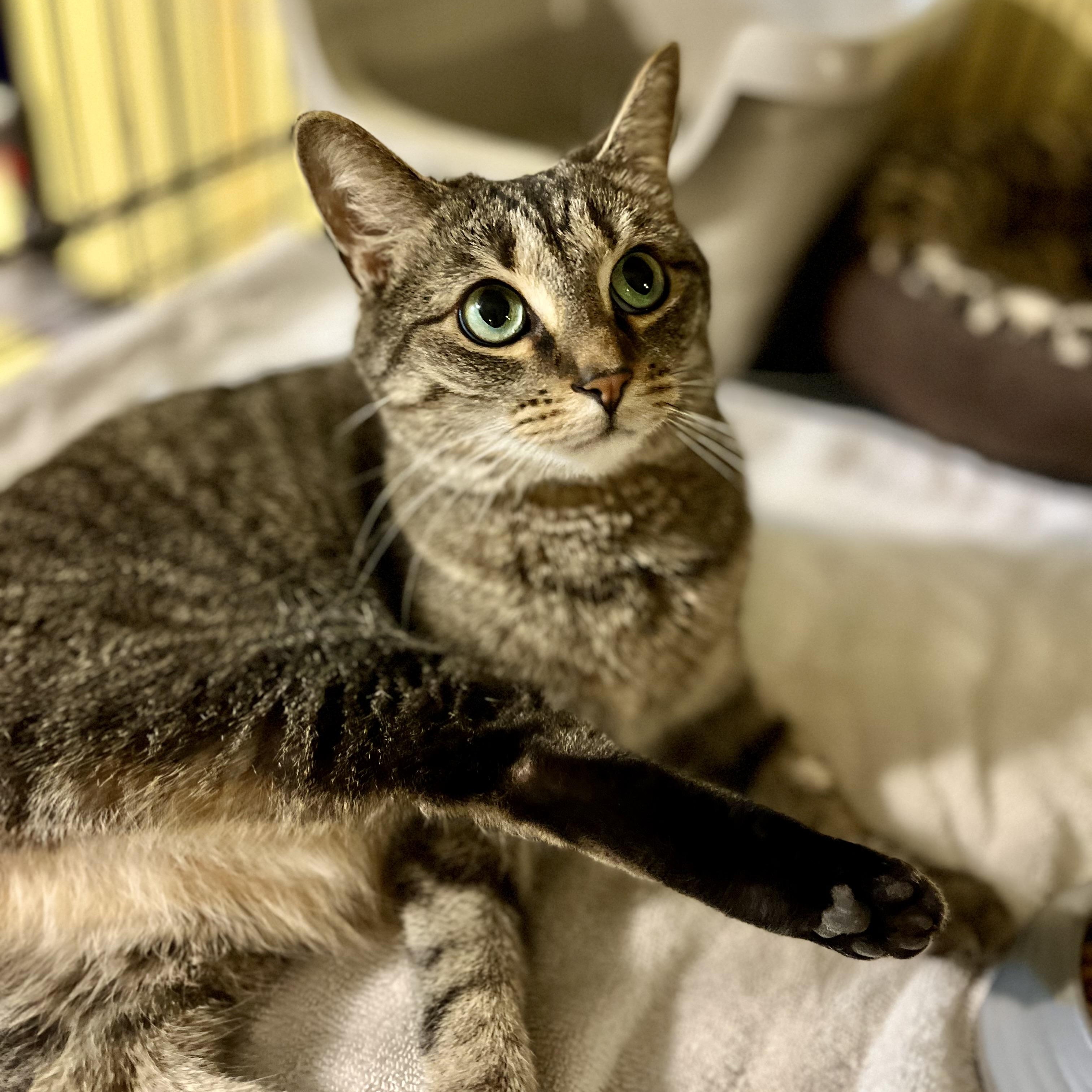 Jessi, a Adoptable Tabby in Greensboro, NC image 2/6