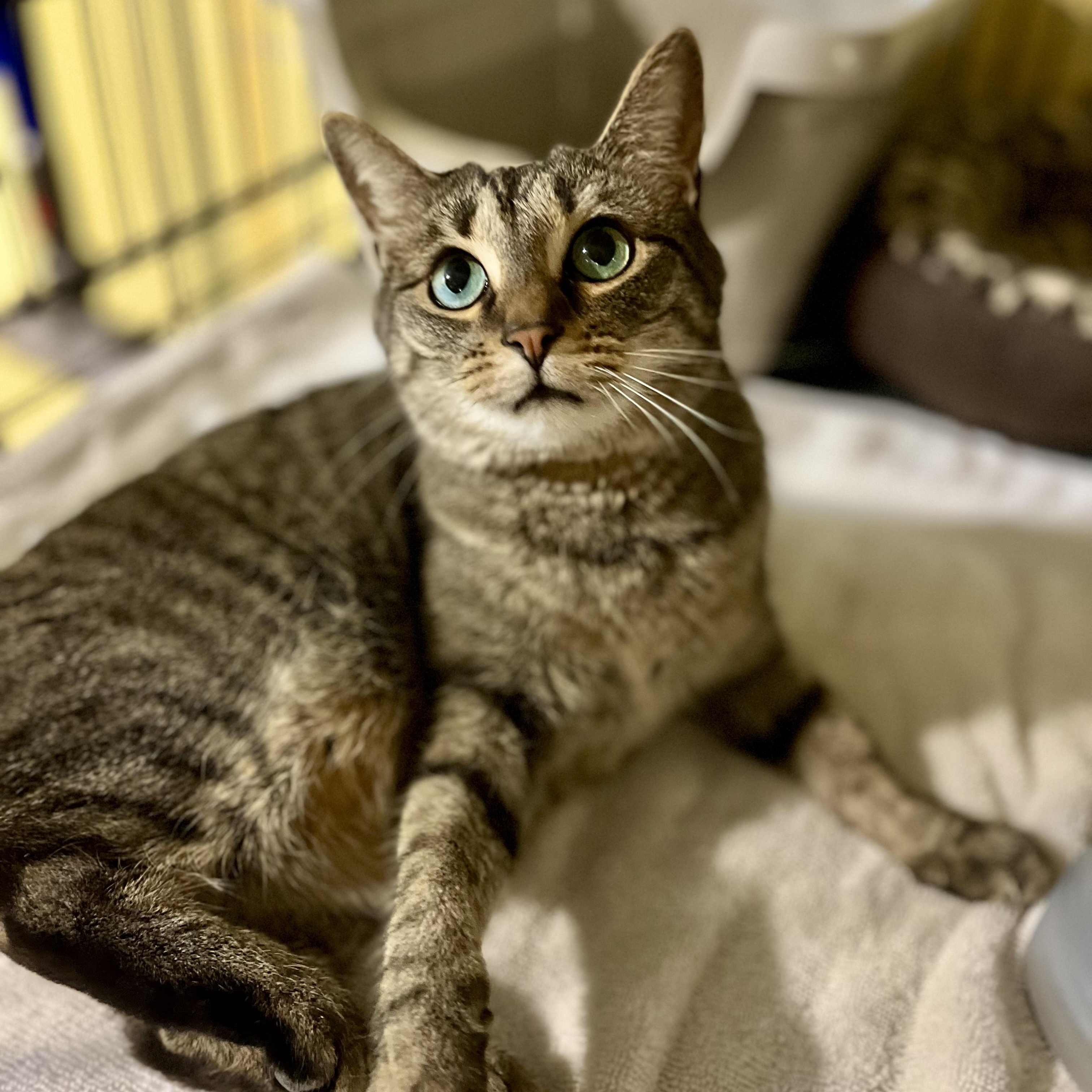 Jessi, a Adoptable Tabby in Greensboro, NC image 6/6