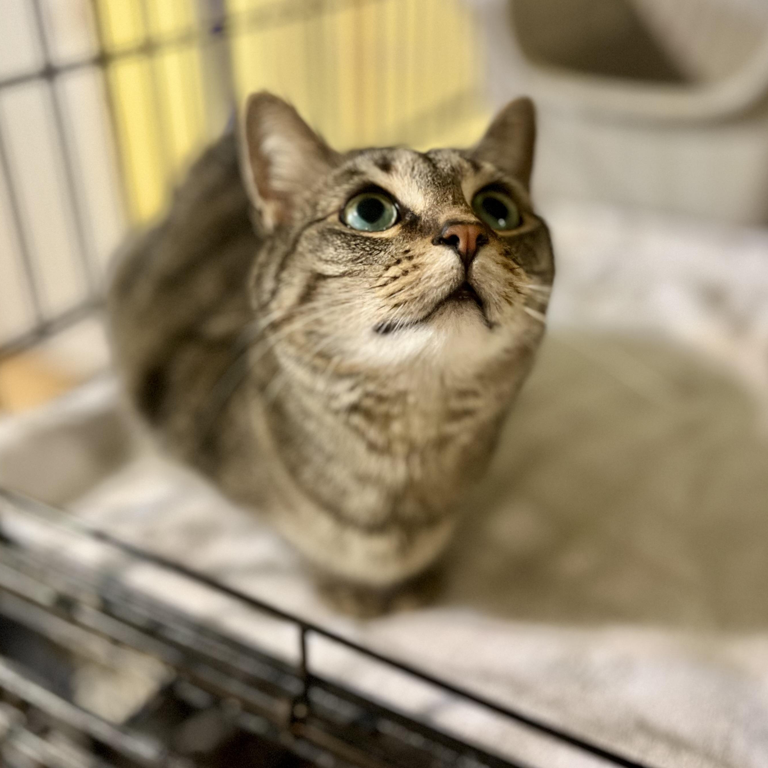 Jessi, a Adoptable Tabby in Greensboro, NC image 3/6