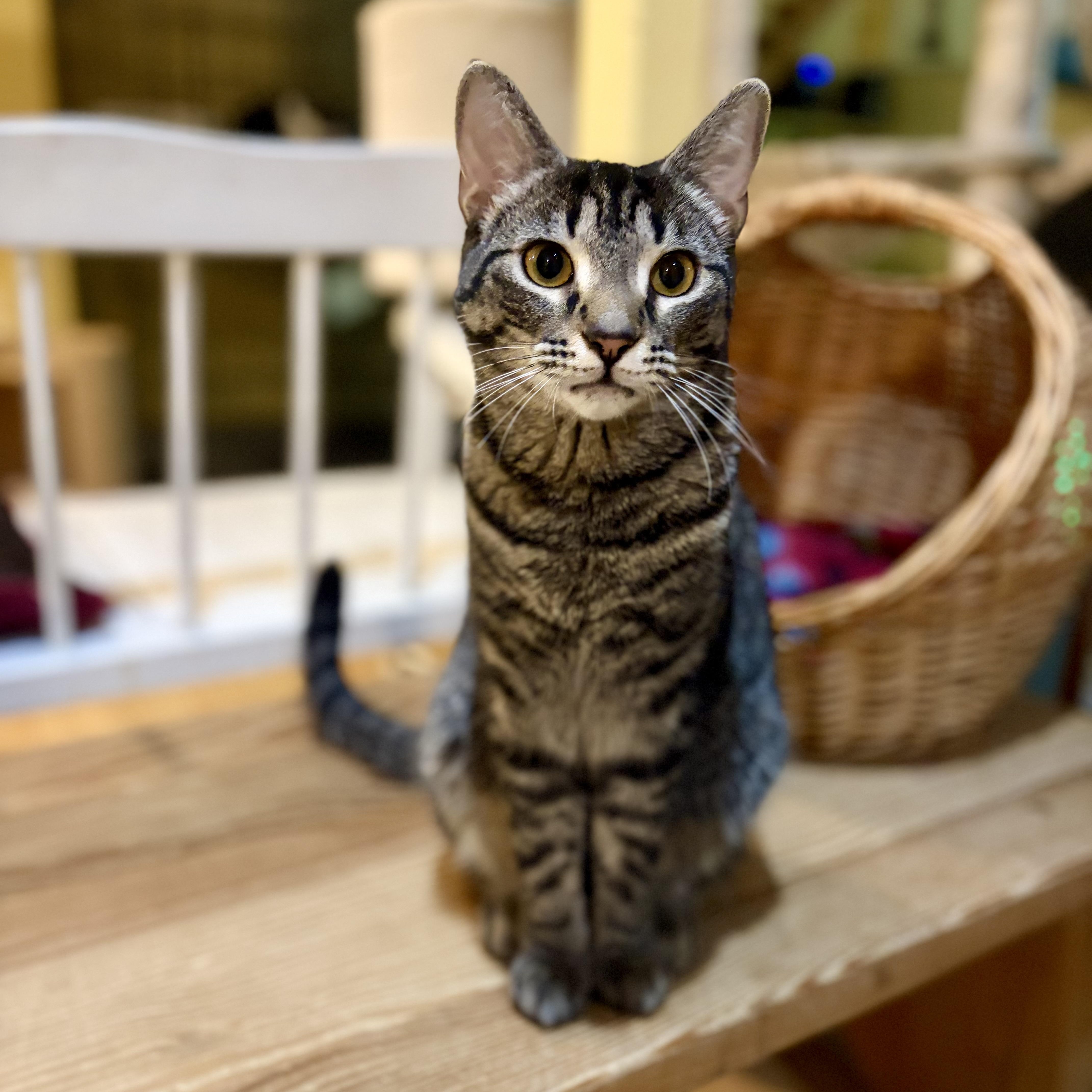 Jessi, Adoptable, Adult Female Tabby.