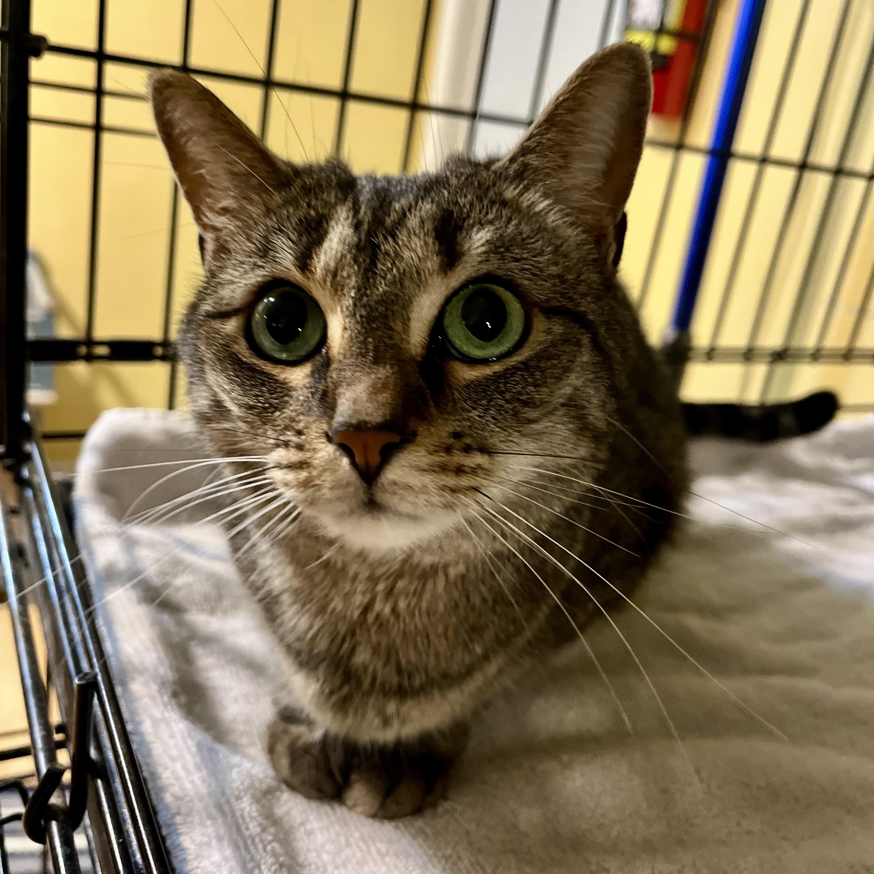 Jessi, a Adoptable Tabby in Greensboro, NC image 4/6