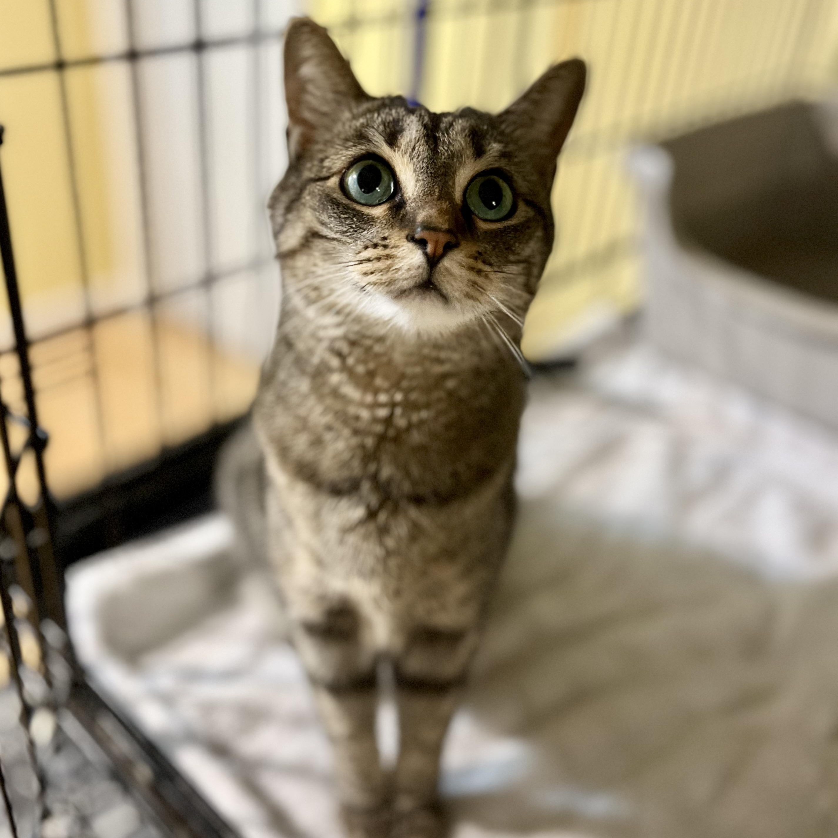 Jessi, a Adoptable Tabby in Greensboro, NC image 1/6