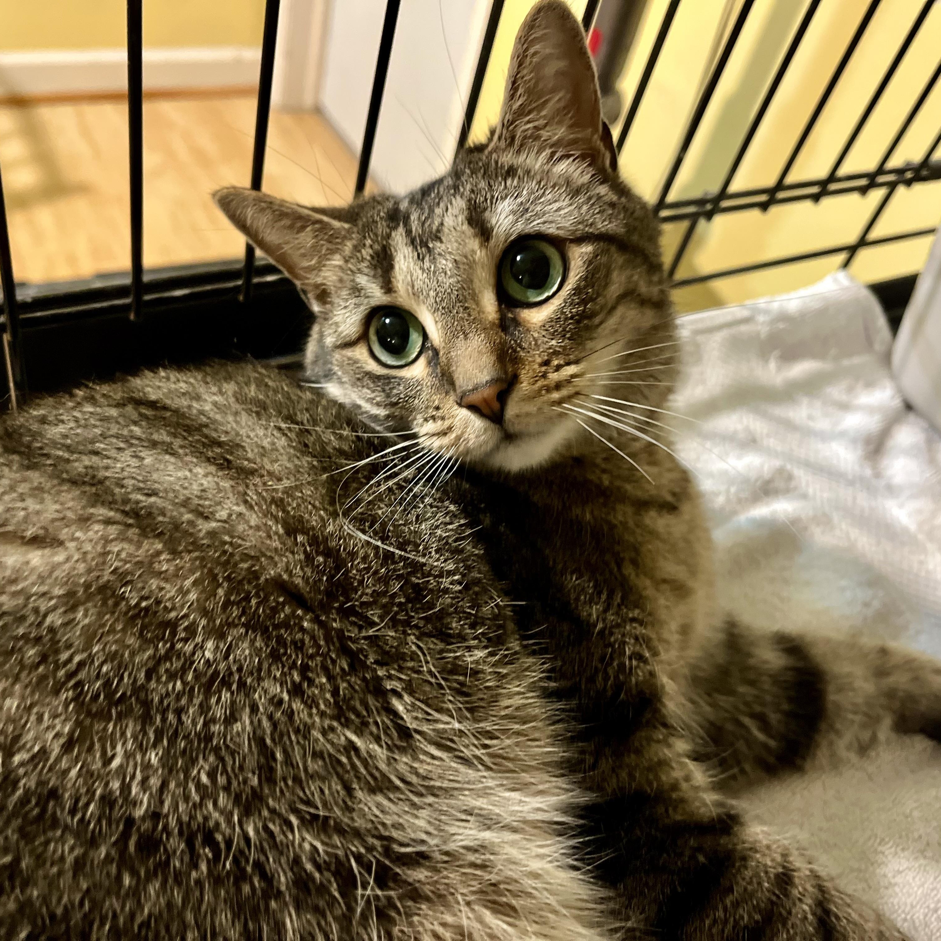 Jessi, a Adoptable Tabby in Greensboro, NC image 5/6