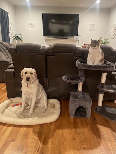 Enlarge Marshall #10, an adopted Yellow Labrador Retriever in Killingworth, CT image 5/6