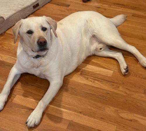 Enlarge Marshall #10, an adopted Yellow Labrador Retriever in Killingworth, CT image 2/6