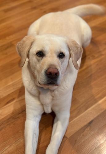 Enlarge Marshall #10, an adopted Yellow Labrador Retriever in Killingworth, CT image 3/6