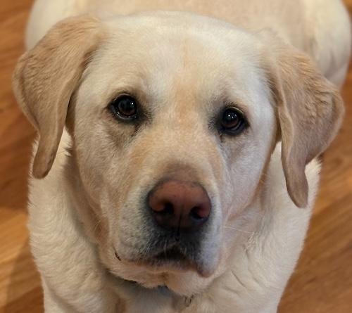 Enlarge Marshall #10, an adopted Yellow Labrador Retriever in Killingworth, CT image 4/6