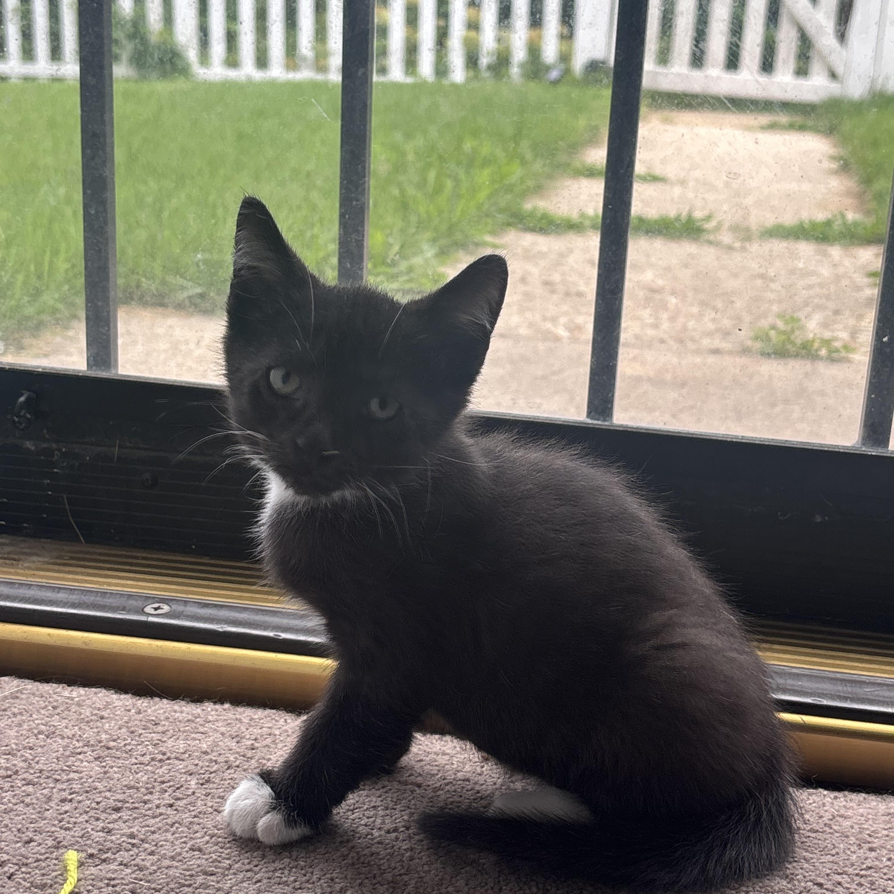 Enlarge Lincoln, a Adoptable Domestic Short Hair in Beltsville, MD image 4/6