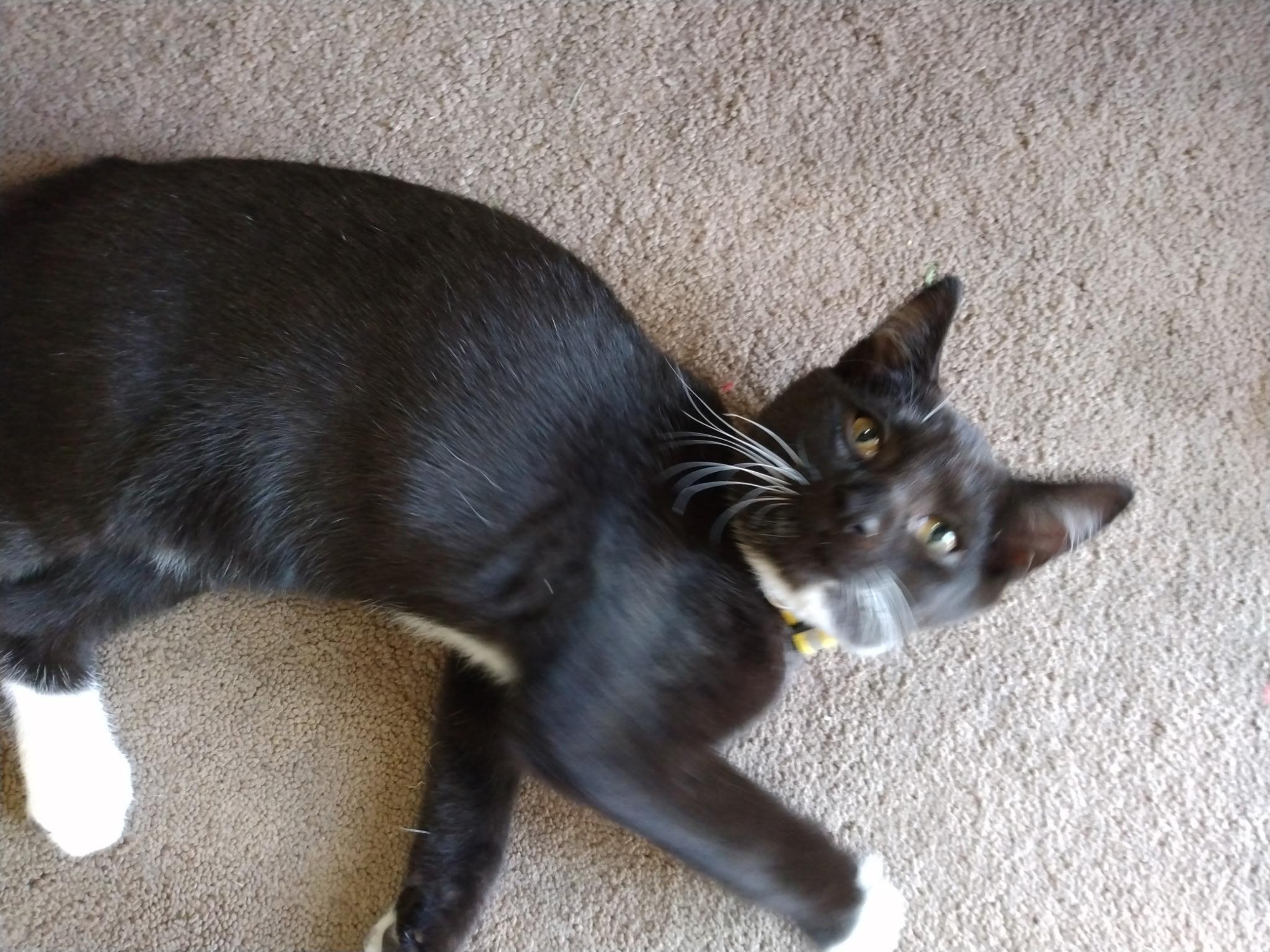 Lincoln, Adoptable, Kitten Male Domestic Short Hair.