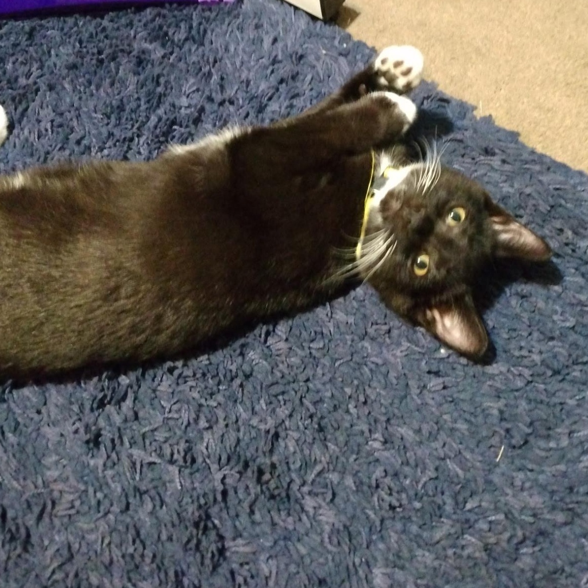 Enlarge Lincoln, a Adoptable Domestic Short Hair in Beltsville, MD image 2/6