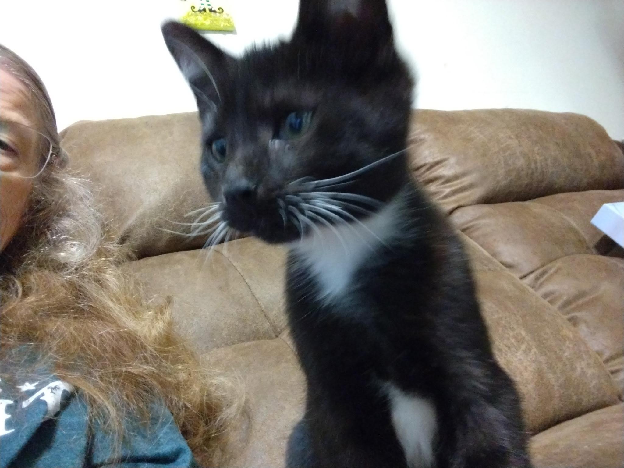 Enlarge Lincoln, a Adoptable Domestic Short Hair in Beltsville, MD image 5/6
